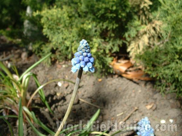 Top Of Plant in  Bloom<br>(Location of Picture: Garden, Mchenry, Il, USA, 05)