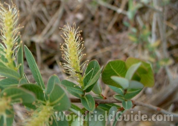 Catkins<br>(Location of Picture: Volo Bog, Illinois, USA, Iv 30, '05)