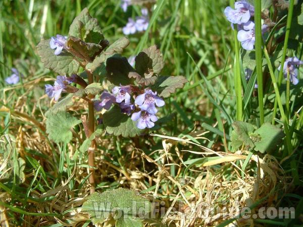 Top Of Plant in  Bloom<br>(Location of Picture: Round Lake, Il, USA, May 15, 05)