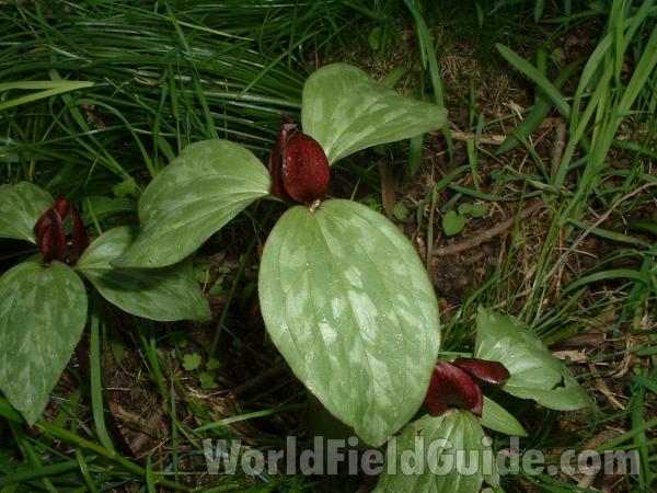 Habitat View<br>(Location of Picture: Round Lake, Il, USA, May 15, 05)