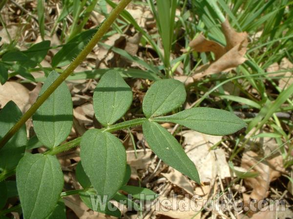 Leaflets<br>(Location of Picture: Glacier, Mchenry, Il, USA, V 15, 05)