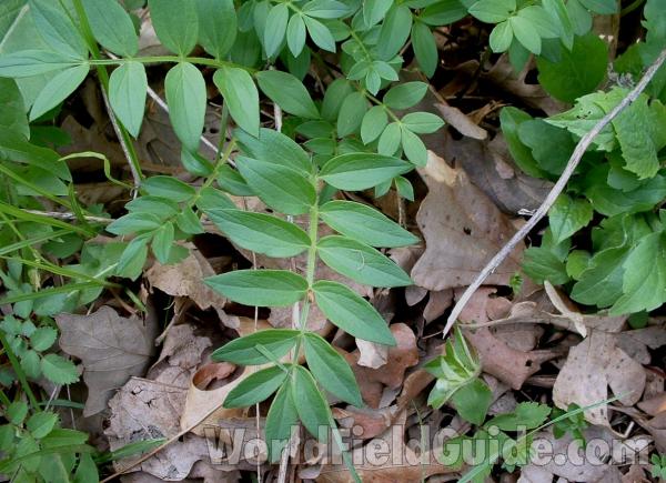 Leaf<br>(Location of Picture: Glacier, Mchenry, Il, USA, V 15, 05)