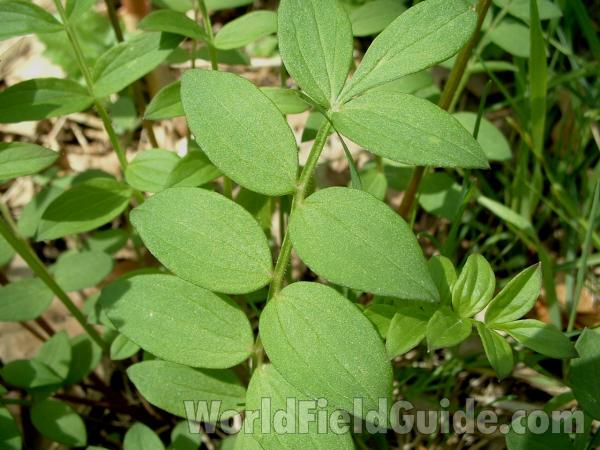 Leaflets - Alternate View<br>(Location of Picture: Glacier, Mchenry, Il, USA, V 15, 05)