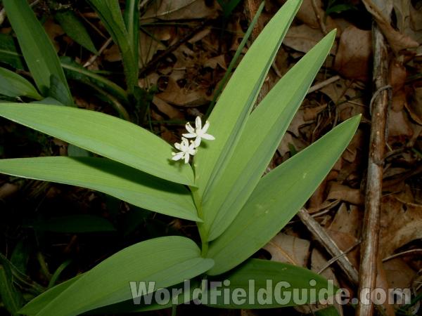 Top Of Plant in  Bloom<br>(Location of Picture: Glacier, Mchenry, Il, USA, V 15, 05)