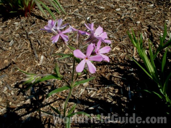 Top of Plant in Bloom<br>(Location of Picture: Garden, Volo Park, Il, USA, V 20 05)