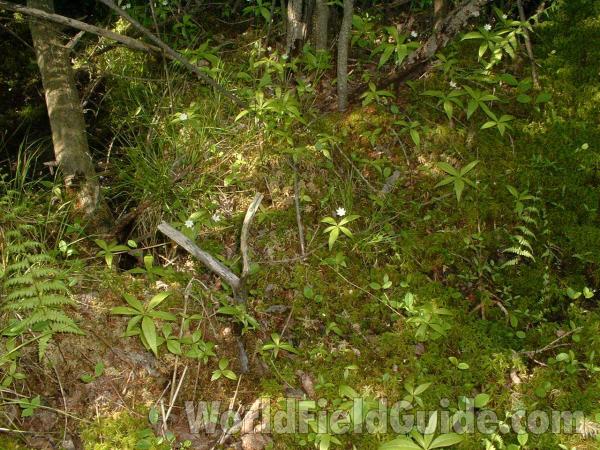 Bog Habitat<br>(Location of Picture: Volo Bog, Mchenry, Il, USA, 2005)