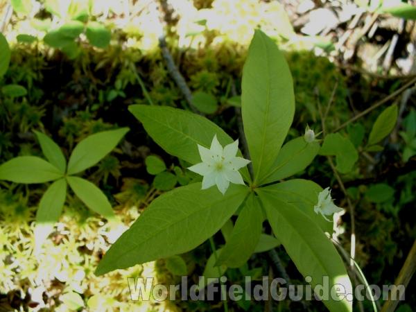 Top Of Plant in  Bloom<br>(Location of Picture: Volo Bog, Mchenry, Il, USA, 2005)
