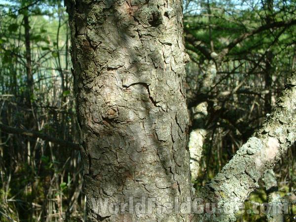 Bark - View #2<br>(Location of Picture: Volo Bog, Il, USA, May 20, 2005)