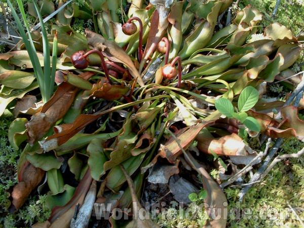 Silhouette - View #2<br>(Location of Picture: Volo Bog, Il, USA, May 20, 2005)