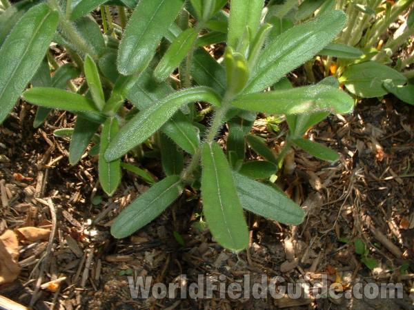 Stem and Leaves<br>(Location of Picture: Garden, Volo Park, Il, USA, 2005)