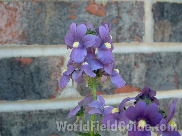 Flower<br>(Location of Picture: Garden, Mchenry, Il, USA, 2005)