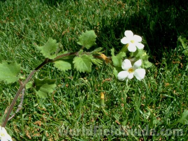 Top Of Plant in  Bloom<br>(Location of Picture: Garden, Mchenry, Il, USA, 2005)
