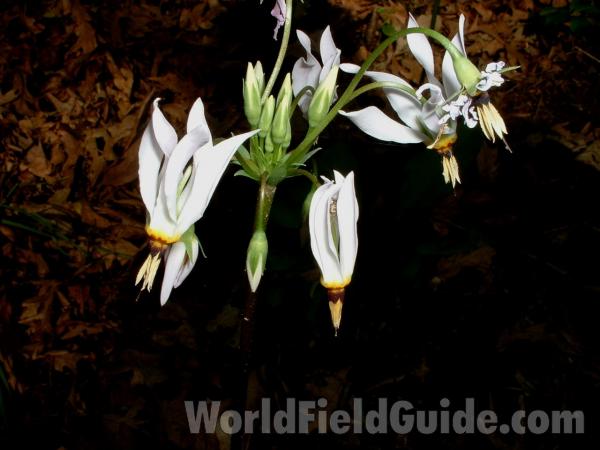 Woodland Flower Umbel<br>(Location of Picture: Mchenry, Illinois, USA, 2005)