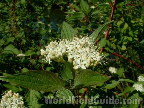 Top Of Plant in  Bloom<br>(Location of Picture: Volo State Park, Il, USA, 2005)