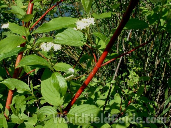 Red Twig<br>(Location of Picture: Volo State Park, Il, USA, 2005)
