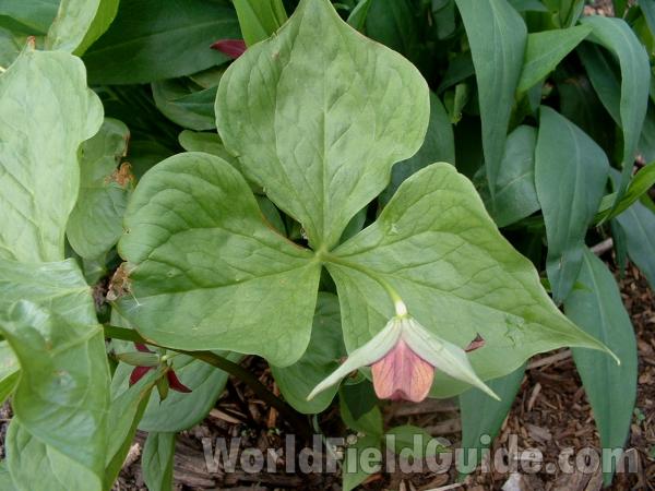 Leaves<br>(Location of Picture: Garden, Volo State Park, Il, USA)