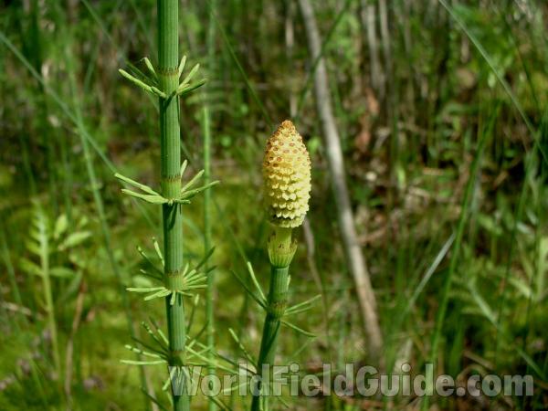 Top Of Plant<br>(Location of Picture: Volo Bog, May 25, 2005)