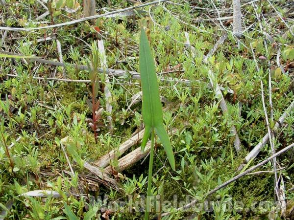 Leaf<br>(Location of Picture: Volo Bog, Il, USA, May 25, 05)