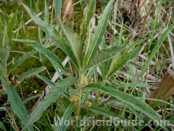 In Seed<br>(Location of Picture: Volo Bog, Il, USA, May 25, 2005)