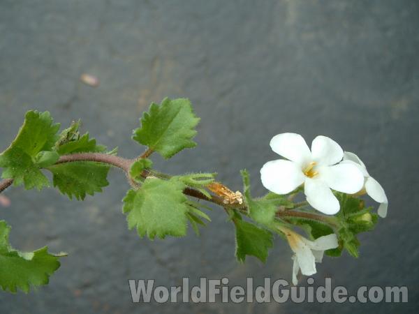 Top Of Plant in  Bloom<br>(Location of Picture: Garden, Mchenry, Il, USA, 2005)