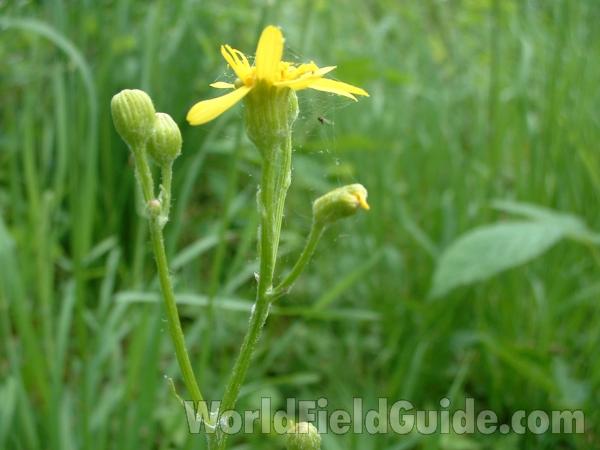 Flower - Side View<br>(Location of Picture: Glacier, Mchenry, Il, USA, May 28)