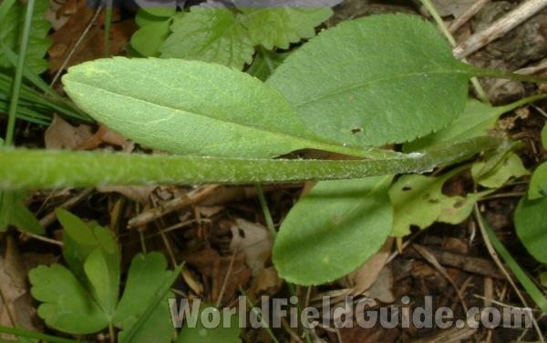Basal Leaves<br>(Location of Picture: Glacier, Illinois, USA May 28, 2005)