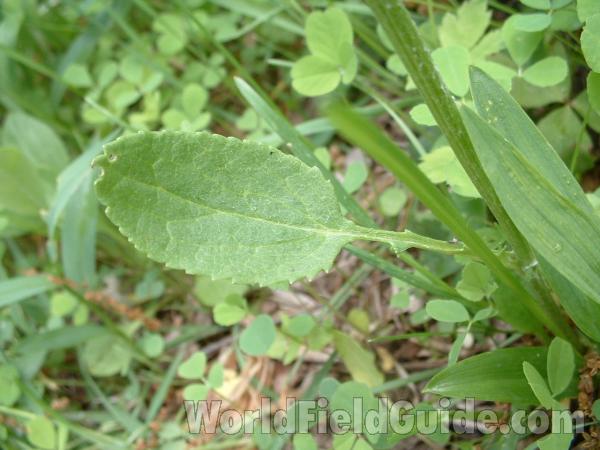 Stem Leaf<br>(Location of Picture: Glacier, Illinois, USA May 28, 2005)