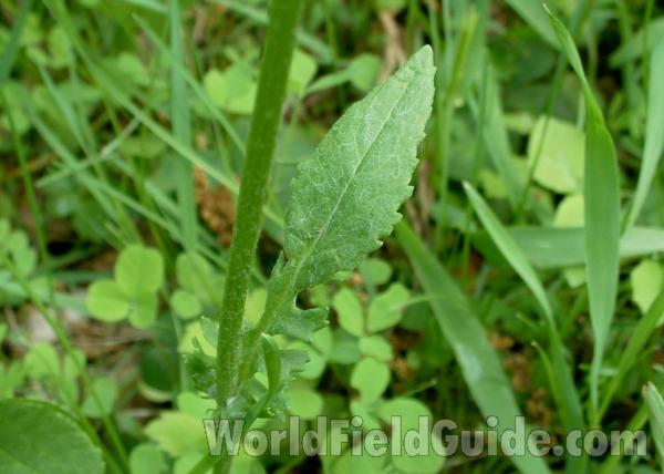 Stem Leaf #2<br>(Location of Picture: Glacier, Illinois, USA May 28, 2005)