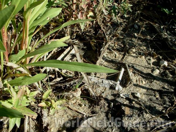 Basal Leaf - Petioled<br>(Location of Picture: Rr, Long Lake, Il, Oct 16, 2005)