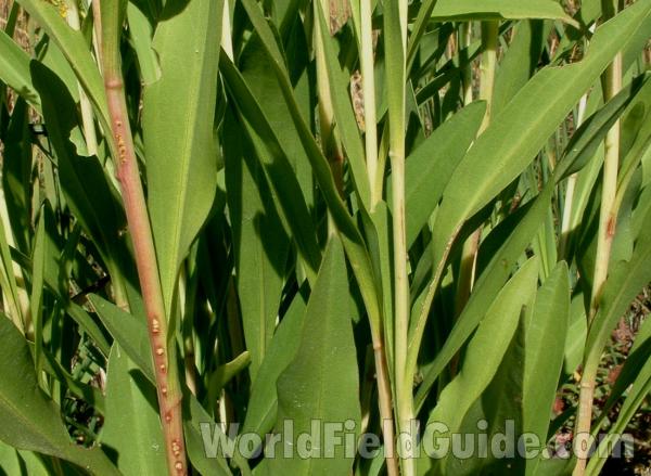 Clasping Stem Leaf Base<br>(Location of Picture: Rr, Long Lake, Il, Oct 16, 2005)