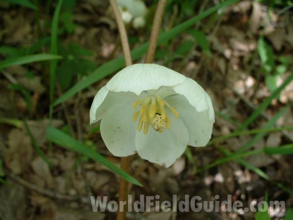 Flower - View #2<br>(Location of Picture: Glacier, Illinois, May 28, 2005)