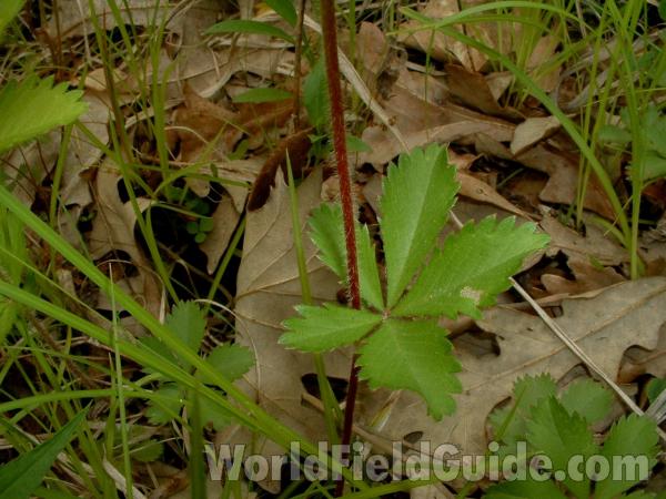 Leaf and Stem<br>(Location of Picture: Glacier, Mchenry, Il, May 28, 2005)