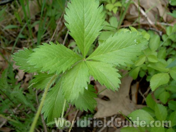 Leaves<br>(Location of Picture: Glacier, Mchenry, Il, May 28, 2005)