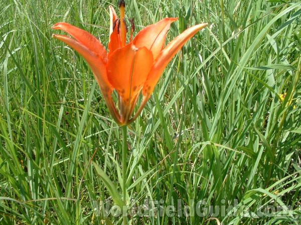 Top Of Plant in  Bloom<br>(Location of Picture: Chiwaukee, Wisconsin, July 5, 2006)