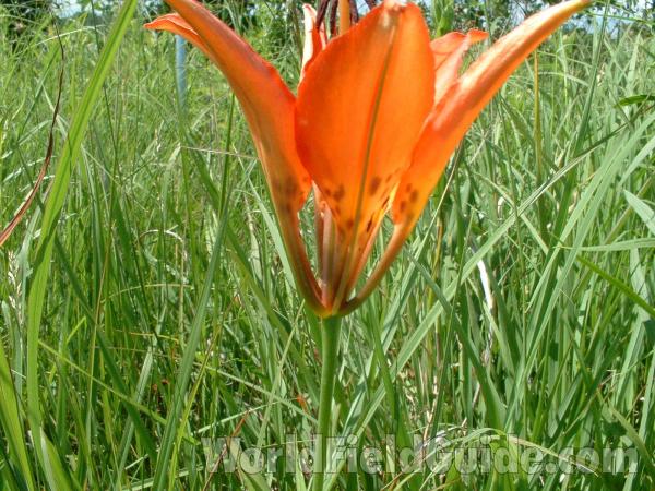 Flower - View Of Base<br>(Location of Picture: Chiwaukee, Wisconsin, July 5, 2006)