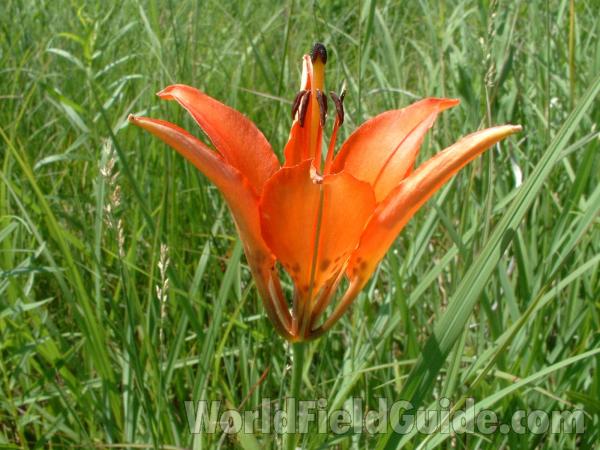 Flower - Side View<br>(Location of Picture: Chiwaukee, Wisconsin, July 5, 2006)