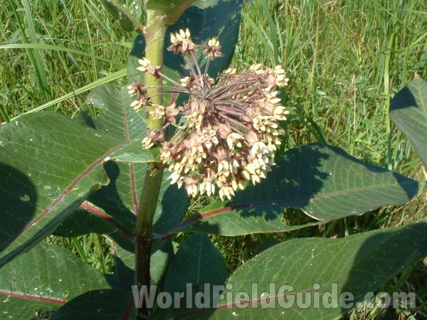 Yellowish Flowers<br>(Location of Picture: Chiwaukee Prairie, Wisconsin, July)