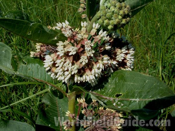 Whitish Flowers<br>(Location of Picture: Chiwaukee, Wisconsin, July 5, 2006)