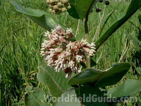Flowers - Close View<br>(Location of Picture: Chiwaukee, Wisconsin, July 5, 2006)