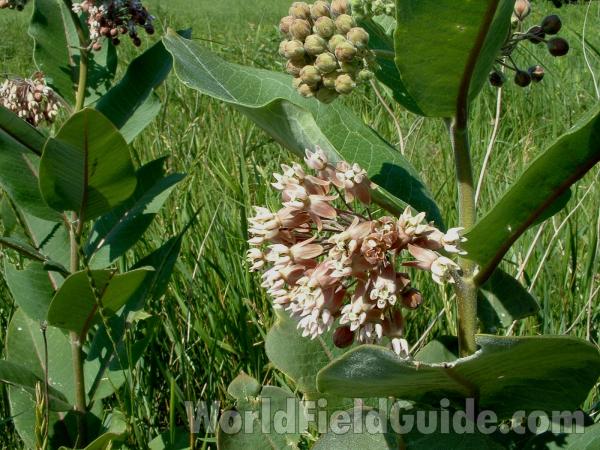 Flowers and Leaves<br>(Location of Picture: Chiwaukee, Wisconsin, July 5, 2006)