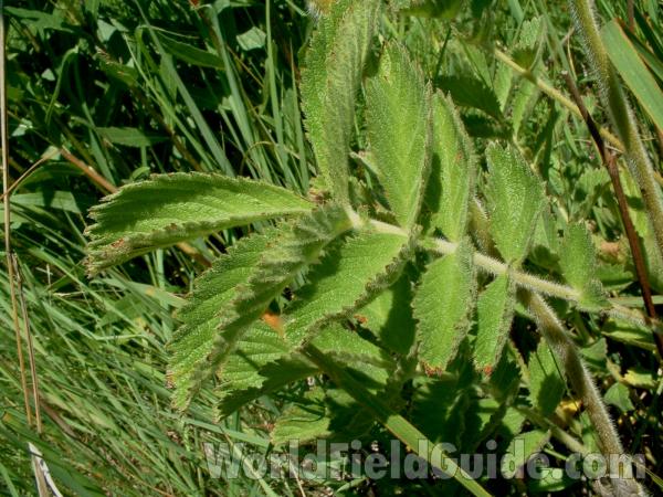 Leaf<br>(Location of Picture: Chiwaukee, Wisconsin, USA, 2006)