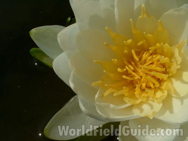 Flower - Close View<br>(Location of Picture: Round Lake, Illinois, USA)