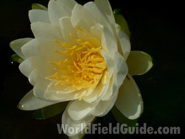 Flower - Angle View<br>(Location of Picture: Round Lake, July 1, 2006)