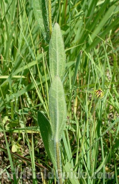 Hairy Stem<br>(Location of Picture: Chiwaukee, Wis, USA, July 5, 2006)