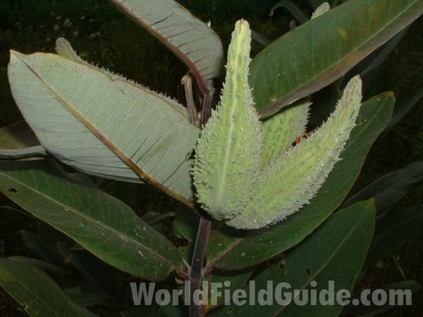 Pods and Leaves<br>(Location of Picture: Chiwaukee, Wisconsin, Aug 19, 2006)