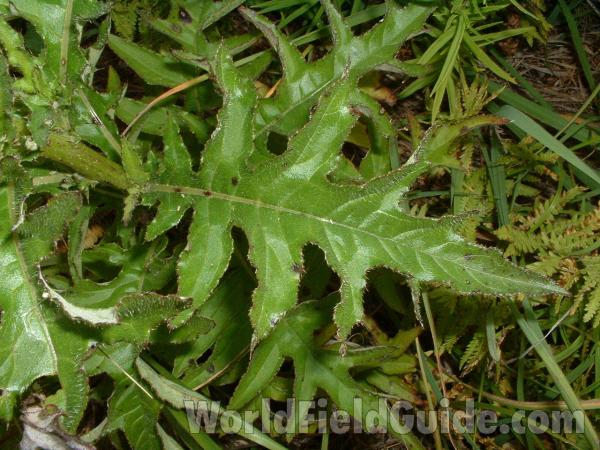 Basal Leaf<br>(Location of Picture: Chiwaukee Preserve, Wisconsin, USA)