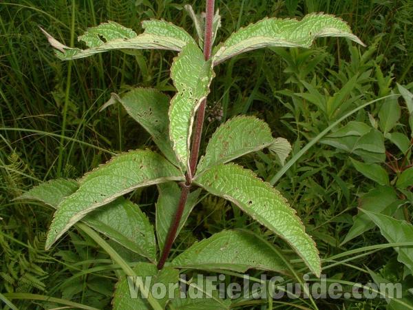 Stem and Leaves<br>(Location of Picture: Chiwaukee, Wis, August 19, 2006)