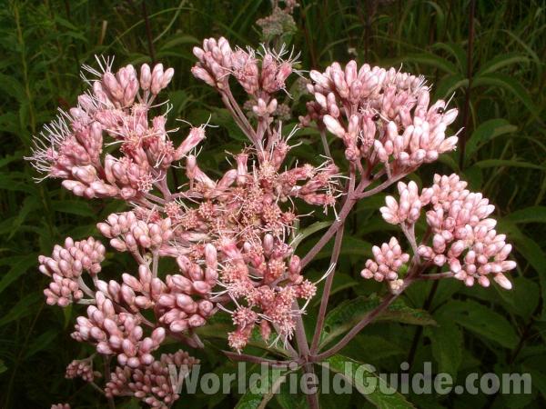 Flower Head<br>(Location of Picture: Chiwaukee, Wis, August 19, 2006)