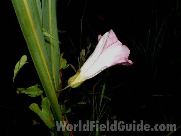 Flower - Side View<br>(Location of Picture: Chiwaukee, Wisconsin, Aug 19, 2006)