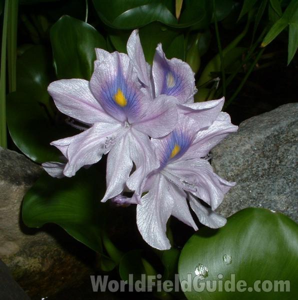 Flower - Close View<br>(Location of Picture: Garden, Racine, Wisconsin, USA)